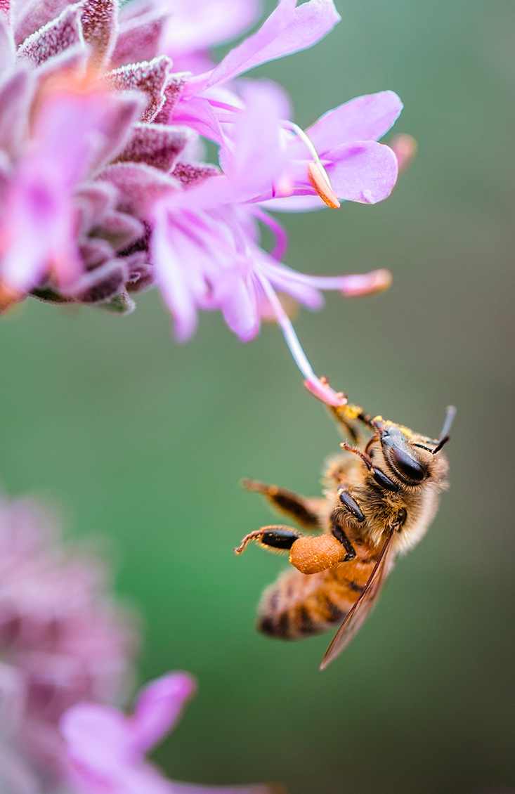 Abeille européenne sur une fleur